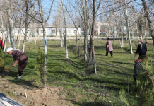 «ТАЗА ҚАЗАҚСТАН»: Мақтааралда өткен сенбілікте 3 тонна қоқыс шығарылды