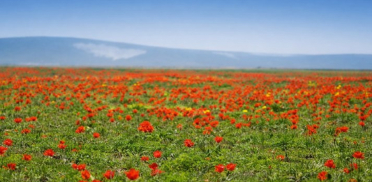 Жамбыл облысында көктемнің ең ауқымды екі фестивалі өтеді