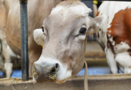 ​Ресейдегі пастереллез: Қазақстанда барлық мал вакциналанады