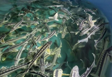 2027 жылдан бастап аквамәдениетті дамытуға арналған ақпараттық жүйе енгізіледі