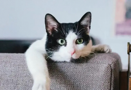 Павлодарда ер адам мысықты құтқарамын деп биіктен құлап, көз жұмды