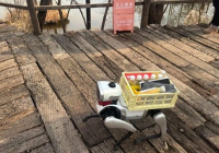 ​Қытайда робот-иттер смартфон бағасымен сатылымға шығарылды