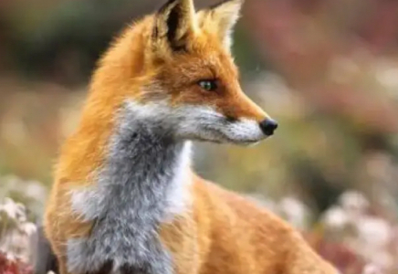 Маңғыстау облысында екі оқушыға жабайы түлкі шабуылдады