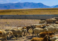 ​Елде қойшылар мен бақташылардың зейнет жасын төмендетпек