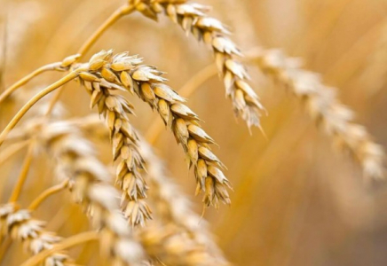 Қазақстан Тәжікстанға 1 млн тоннадан астам астық жеткізуге дайын