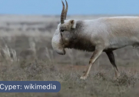 Қазақстанға киік мүйіздерін сатуға рұқсат берілді