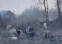 Алматы облысында иттер 52 жастағы әйелді талап тастады