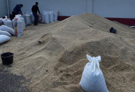 Түркістандық шаруалар жеңілдетілген бағада малазықтық бидаймен қамтылып жатыр