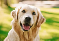 Қазақстанда ит асырайтын адамдарға салық салына ма - қаржы министрлігі мән-жайды түсіндірді