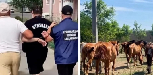 Ақмола облысында әкесі мен ұлы 77 жылқы ұрлады деген күдікке ілінді