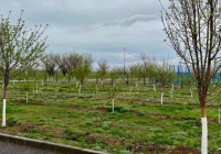 ТҮРКІСТАН: Созақ тұрғындары көгалдандыру ісін қолға алды