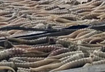 Қазақстан мен Ресей шекарасында браконьерлер ұсталды