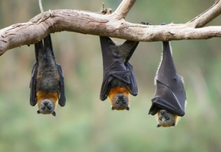 Бразилияда жарқанаттардан коронавирустың жаңа түрі табылды Бразилияда жарқанаттардан коронавирустың жаңа түрі табылды