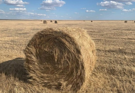 Елімізде 27 млн тоннадан астам жемшөп дайындалды
