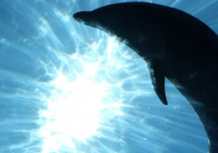 ​Қытайдың Янцзы өзенінде дельфин көбейді